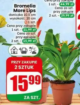 Dino Bromelia More Lips doniczka 10,5cm wysokość 20cm oferta