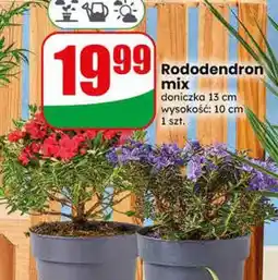 Dino Rododendron mix doniczka 13cm wysokość 10cm oferta