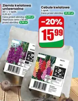 Dino Cebule kwiatowe oferta