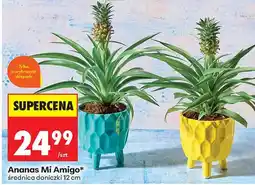 Biedronka Ananas Mi Amigo w doniczce średnica 12cm oferta
