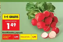 Biedronka Rzodkiewka pęczek oferta