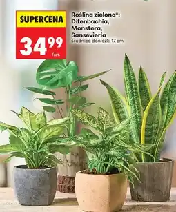 Biedronka Roślina zielona Difenbachia średnica doniczki 17cm oferta