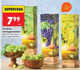 Biedronka Krzew winogronowy Bianca Gartenland oferta