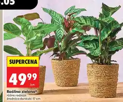 Biedronka Roślina zielona średnica doniczki 17cm oferta