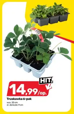 Bricomarche Truskawka 6-pak oferta