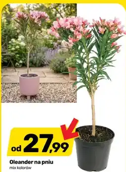 Bricomarche Oleander na pniu oferta