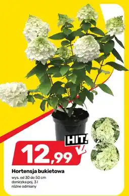 Bricomarche Hortensja bukietowa oferta