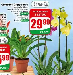 Dino Storczyk 2-pędowy oferta