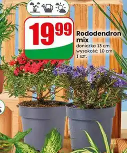 Dino Rododendron mix oferta