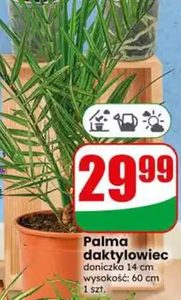 Dino Palma daktylowiec oferta