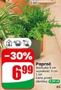 Dino Paproć oferta