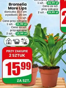 Dino Bromelia More Lips oferta