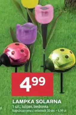 Stokrotka LAMPKA SOLARNA oferta
