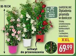 ALDI Dipladenia piramida w doniczce Gardenline oferta