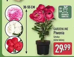 ALDI Piwonia Gardenline oferta