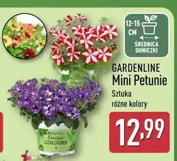 ALDI Mini Petunie Gardenline oferta