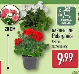 ALDI Pelargonia Gardenline oferta