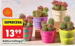 Biedronka Kaktus kwitnący oferta