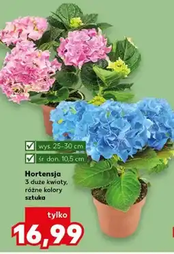 Kaufland Hortensja 3 duże kwiaty wys.25-30cm śr.don.10,5cm oferta