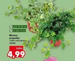 Kaufland Bluszcz pospolity roślina zimozielona wys.15-18cm śr.don.9cm oferta
