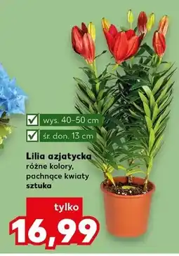 Kaufland Lilia azjatycka pachnące kwiaty wys.40-50cm śr.don.13cm oferta