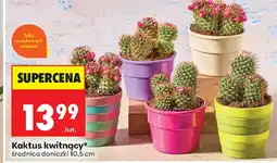 Biedronka Kaktus oferta