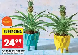 Biedronka Ananas Amigo oferta