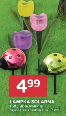 Stokrotka Market LAmpKA Solarna oferta