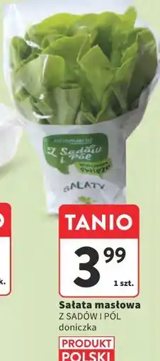 Intermarche Sałata masłowa Z SADÓW I PÓL oferta