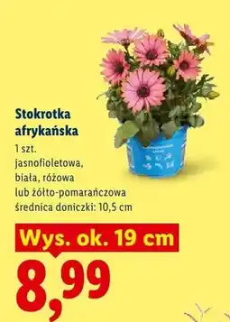 Lidl Stokrotka afrykańska żółto-pomarańczowa oferta
