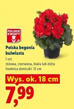 Lidl Polska begonia bulwiasta czerwona oferta