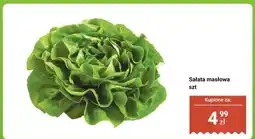 Dino Sałata masłowa oferta