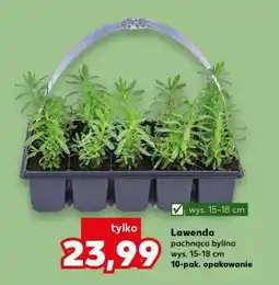 Kaufland Lawenda oferta