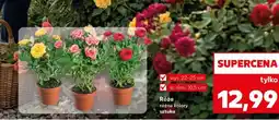 Kaufland Róża oferta