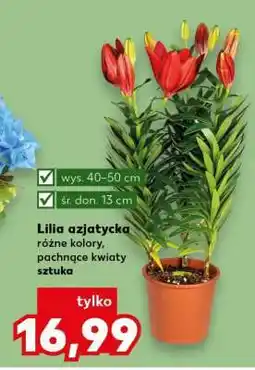 Kaufland Lilia azjatycka oferta