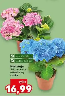Kaufland Hortensja oferta
