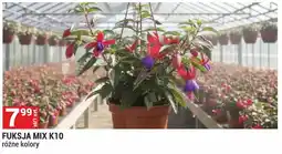 Merkury Market Fuksja Mix K10 oferta
