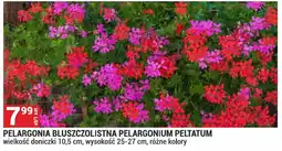 Merkury Market Pelargonia bluszczolistna Pelargonium Peltatum oferta