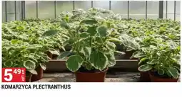 Merkury Market Komarzyca Plectranthus oferta