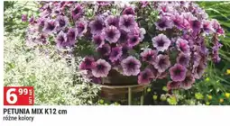 Merkury Market Petunia Mix K12cm oferta