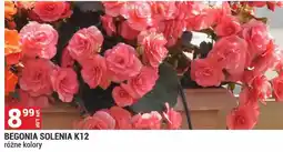 Merkury Market Begonia Solenia K12 oferta