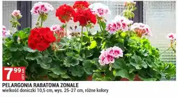 Merkury Market Pelargonia rabatowa Zonale oferta