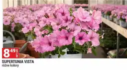 Merkury Market Supertunia Vista oferta