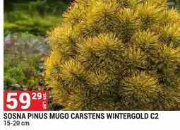 Merkury Market Sosna Pinus Mugo Carstens Wintergold C2 oferta