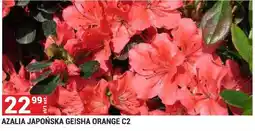 Merkury Market Azalia japońska Geisha Orange C2 oferta