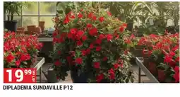 Merkury Market Dipladenia Sundaville P12 oferta