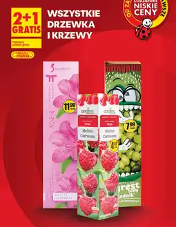 Biedronka Drzewka i krzewy oferta