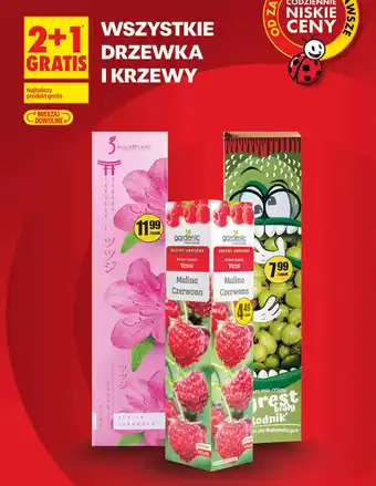 Drzewka i krzewy