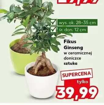 Fikus Ginseng w ceramicznej doniczce