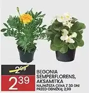 Wafelek Begonia semperflorens aksamitka oferta
